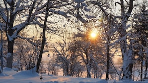 A snowy landscape with bare trees and a path leading towards the sun. - Apartments & Rooms Latin - Quadruple Room (Plaski)