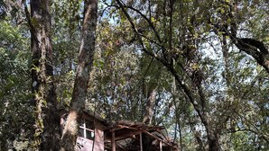 A rustic cabin structure surrounded by dense forest.