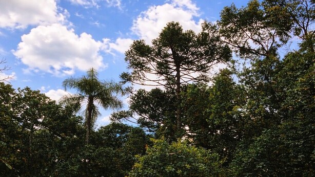 Una piscina con bordo azzurro, immersa nel verde e tra alberi.