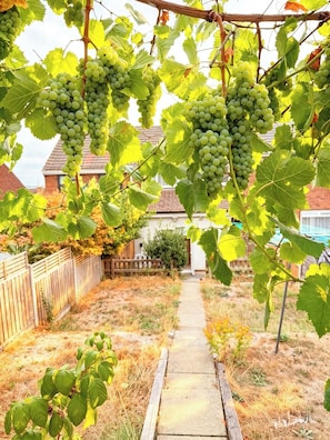 A vineyard with grapevines and a pathway leading to a house. - 3 bed house with garden , sleeps 5, 8 mins away from Harold wood station (Romford)