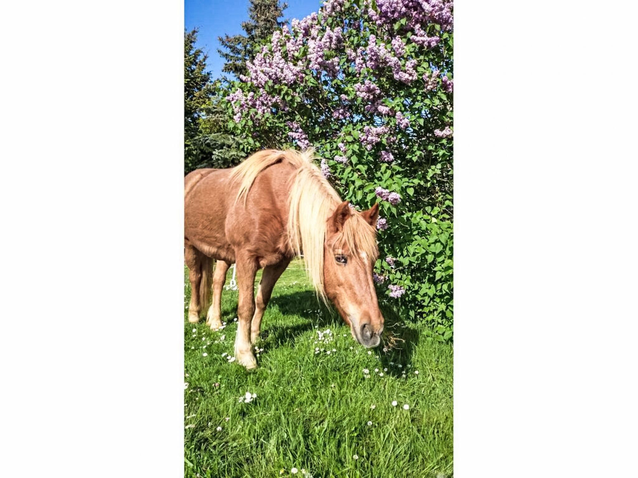 A horse grazing in a grassy area with purple flowers in the background.