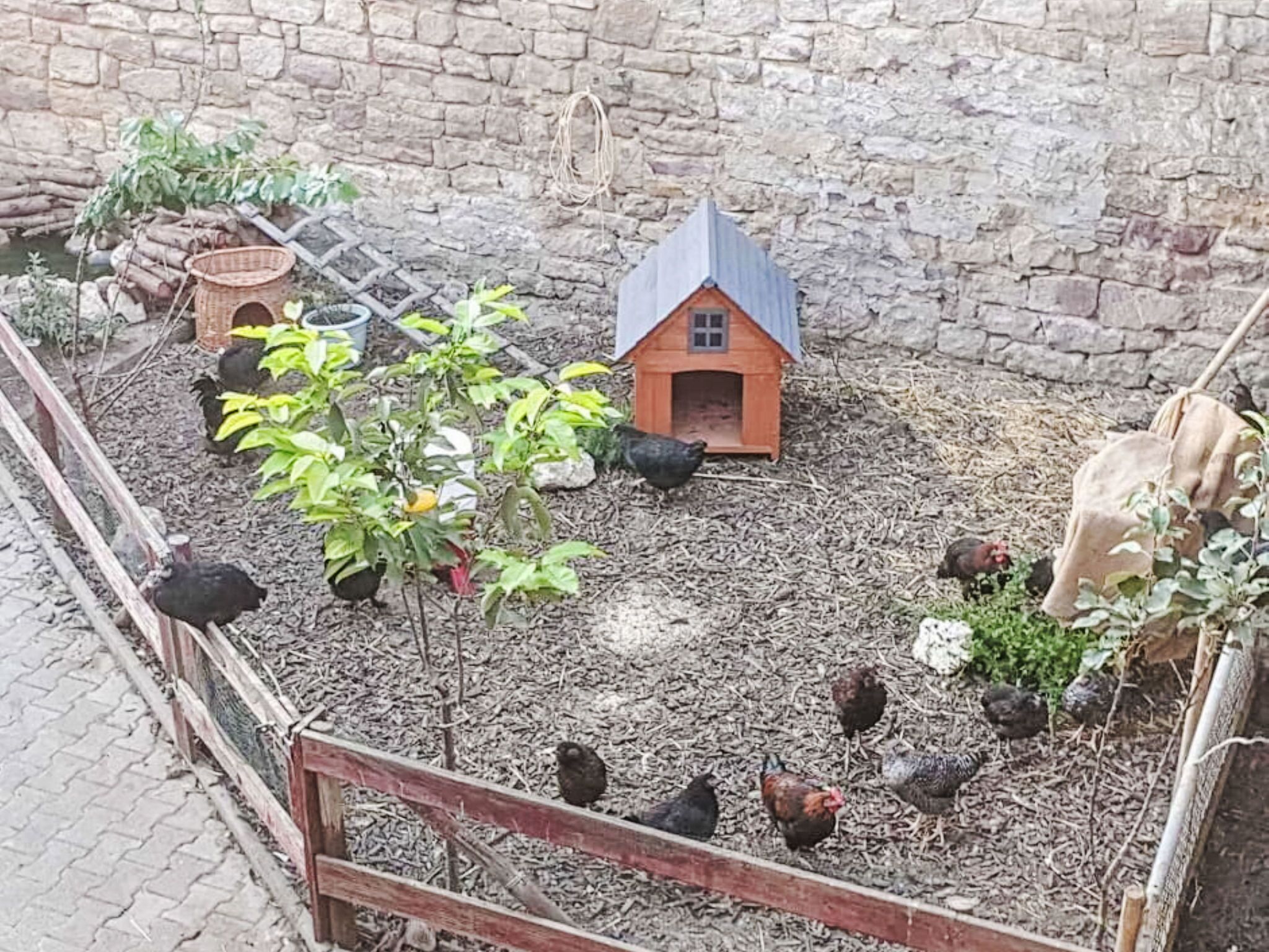 Un espacio rústico al aire libre con un gallinero, una casita y un árbol.
