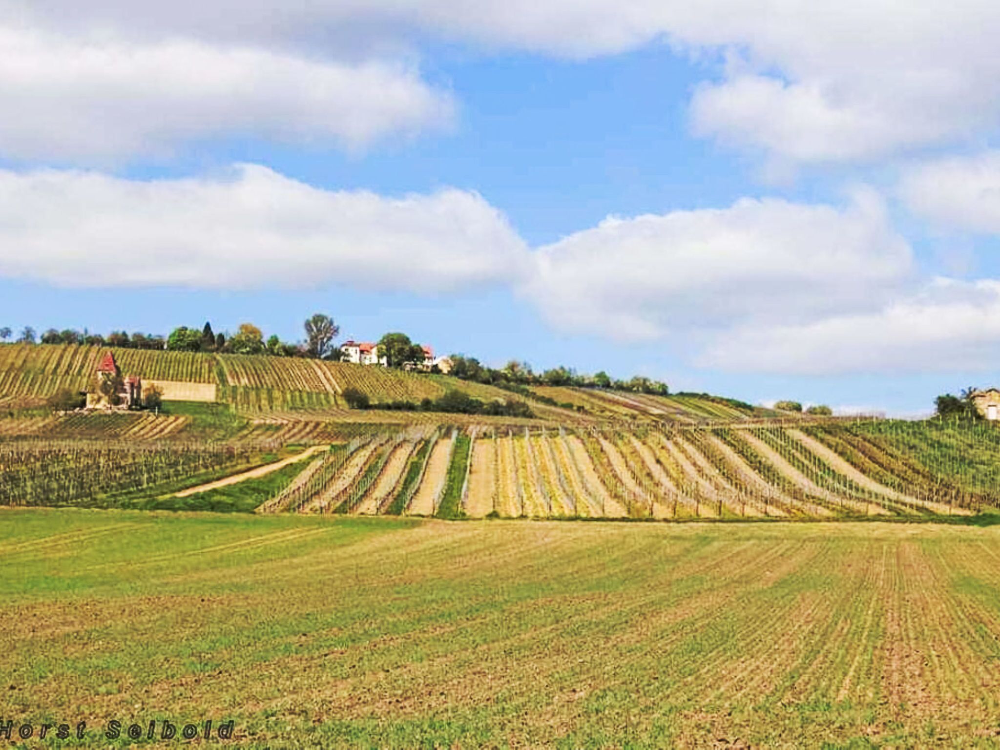 Un vignoble avec des rangées de vignes sur une colline.