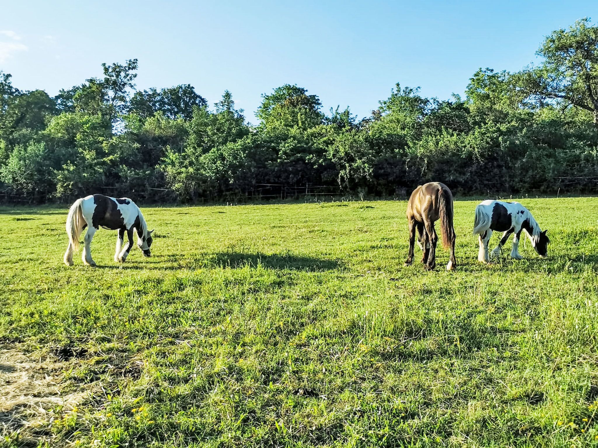 A grassy field with three horses grazing.