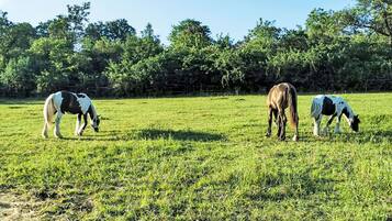 A grassy field with three horses grazing.