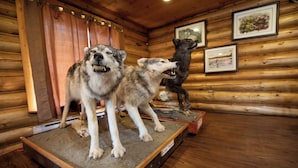 A wooden cabin interior with two mounted wolf statues on a platform. - Tatogga Lake Resort (Iskut)