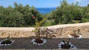 A coastal landscape with olive trees, a clear sky, and the ocean in the distance.