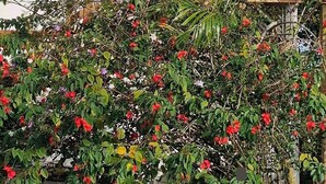 Um edifício branco com cerca de treliça e um jardim com flores vermelhas.