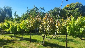 A vineyard with rows of grapevines supported by stakes, a grassy field, and a clear blue sky.