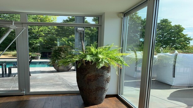 A large potted plant in a modern room with large windows and a view of a swimming pool. - The Sweet Escape – Premium villa with pool (Theux)