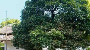 Un'area esterna con posti a sedere alberata, un tavolo e sedie, un edificio con tetto in tegole e piante in vaso.