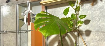 Casa Refugio Cataratas - 1, 2 ou 3 pessoas