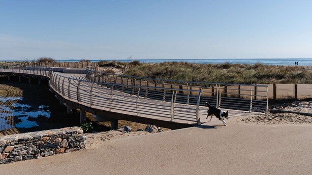 En böjd träpromenad som leder till en strand, och en hund springer längs den.