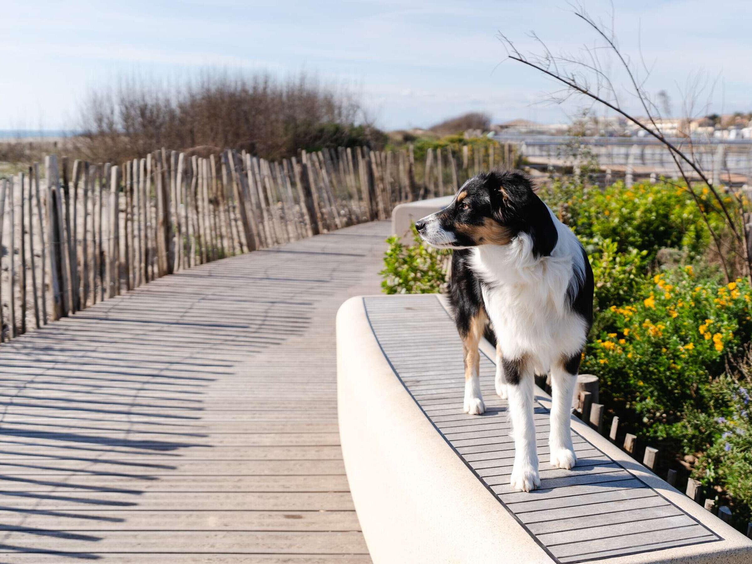Un chien se tient sur une promenade en bois dotée d’une rambarde incurvée, entouré de verdure et d’une clôture.