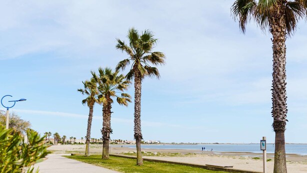 Una passeggiata costiera fiancheggiata da palme, che conduce a una spiaggia.