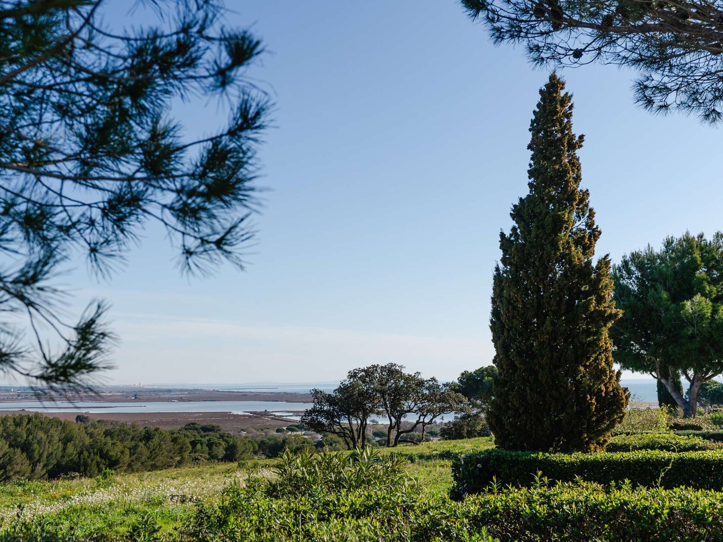 Un jardín ajardinado con un ciprés alto, diversas arbustos y una vista distante de una masa de agua.
