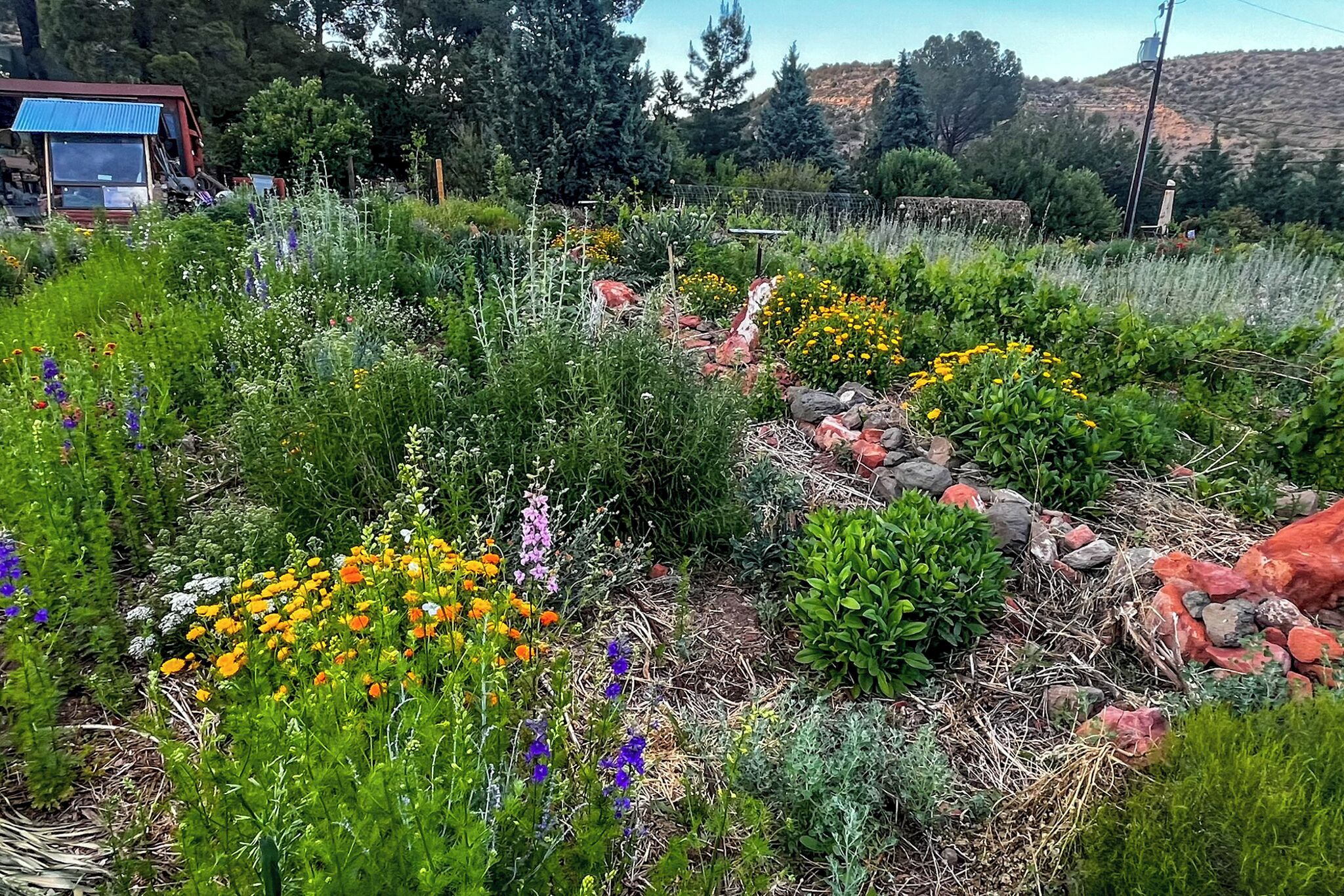 A garden with various plants and flowers, a stone wall, and a building in the background.