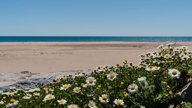 Une plage avec un ciel dégagé et un rivage sablonneux.