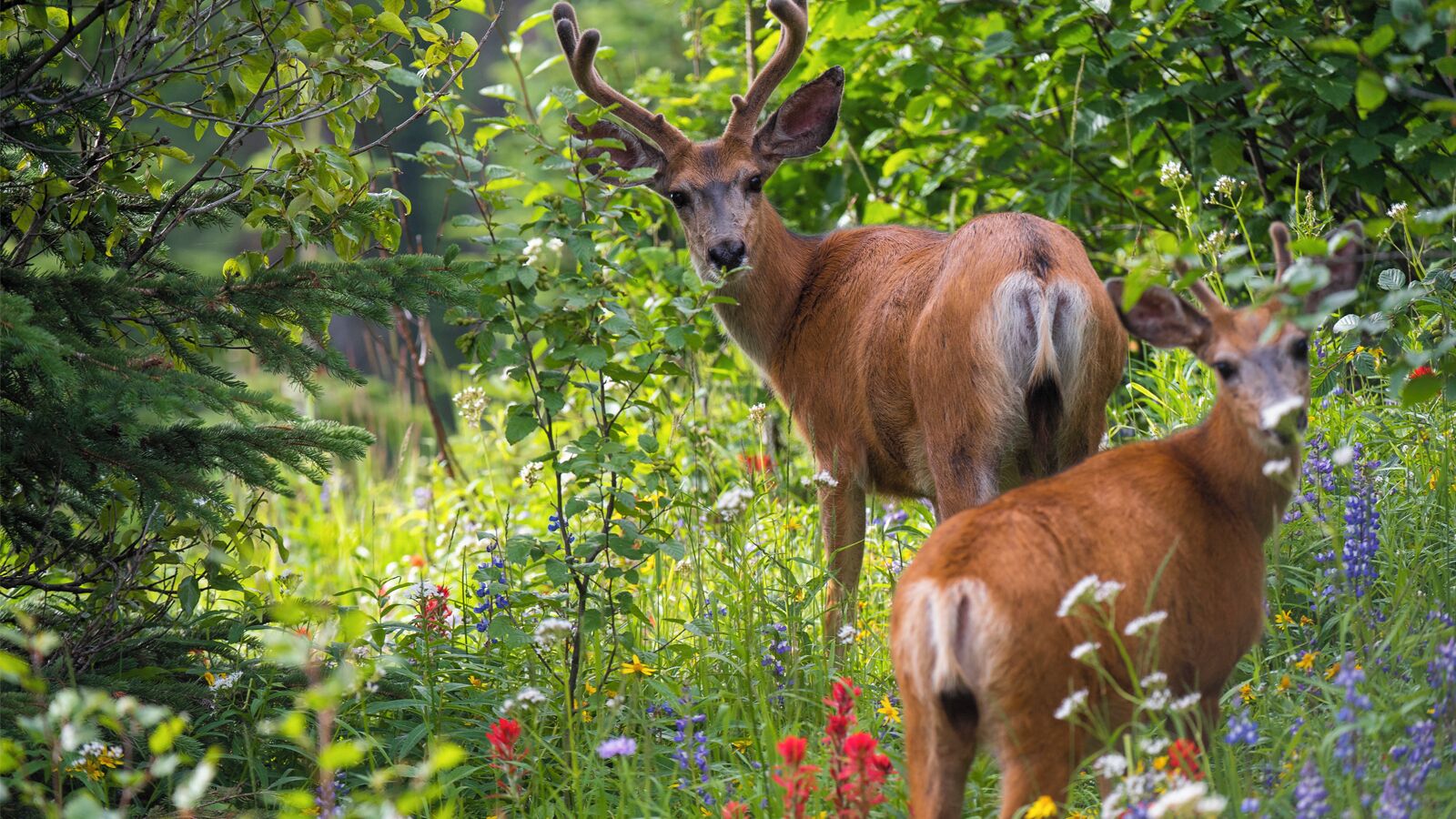 Two deer in a lush, green forest with dense foliage and wildflowers.