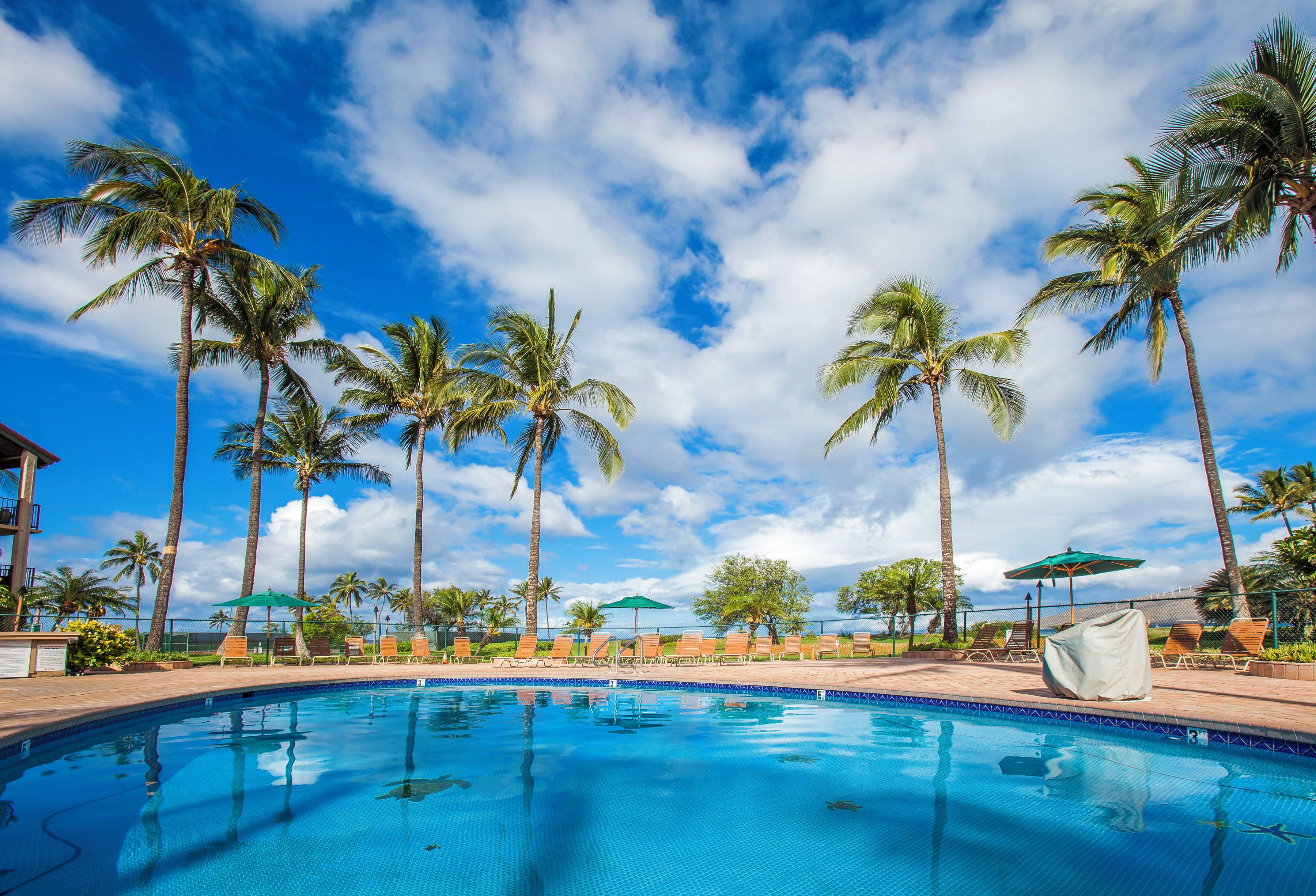 A swimming pool with palm trees and lounge chairs.