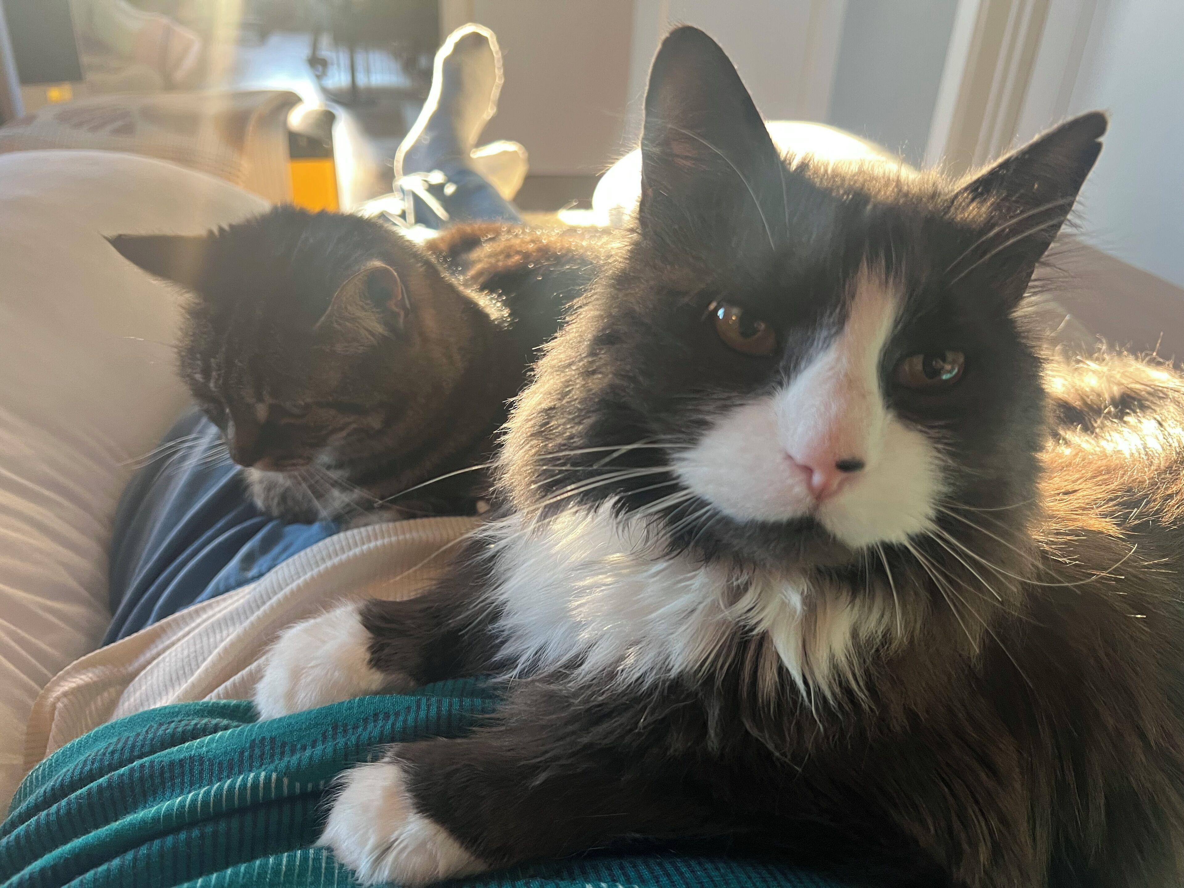 Two cats on a bed with a window in the background.