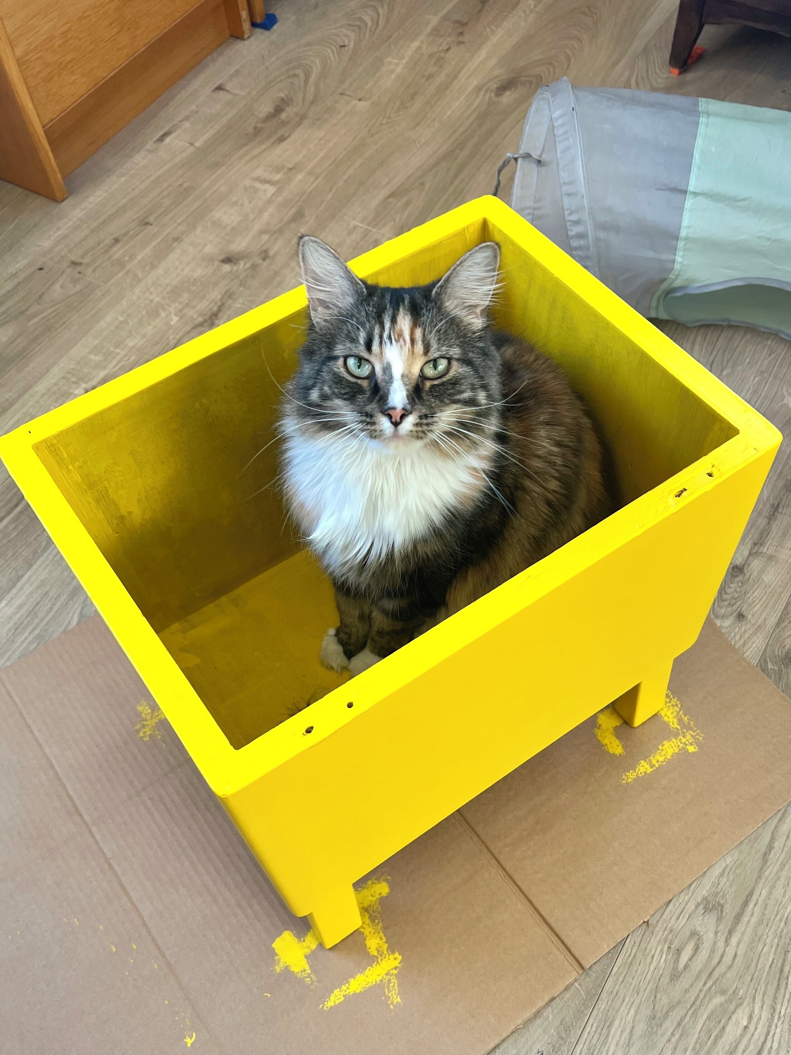 Un gato dentro de un caja amarilla sobre un piso de madera.