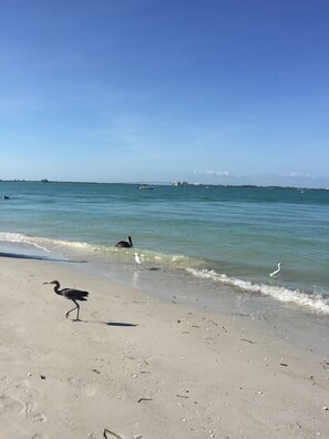 Uma praia com céu claro, águas calmas e algumas aves.