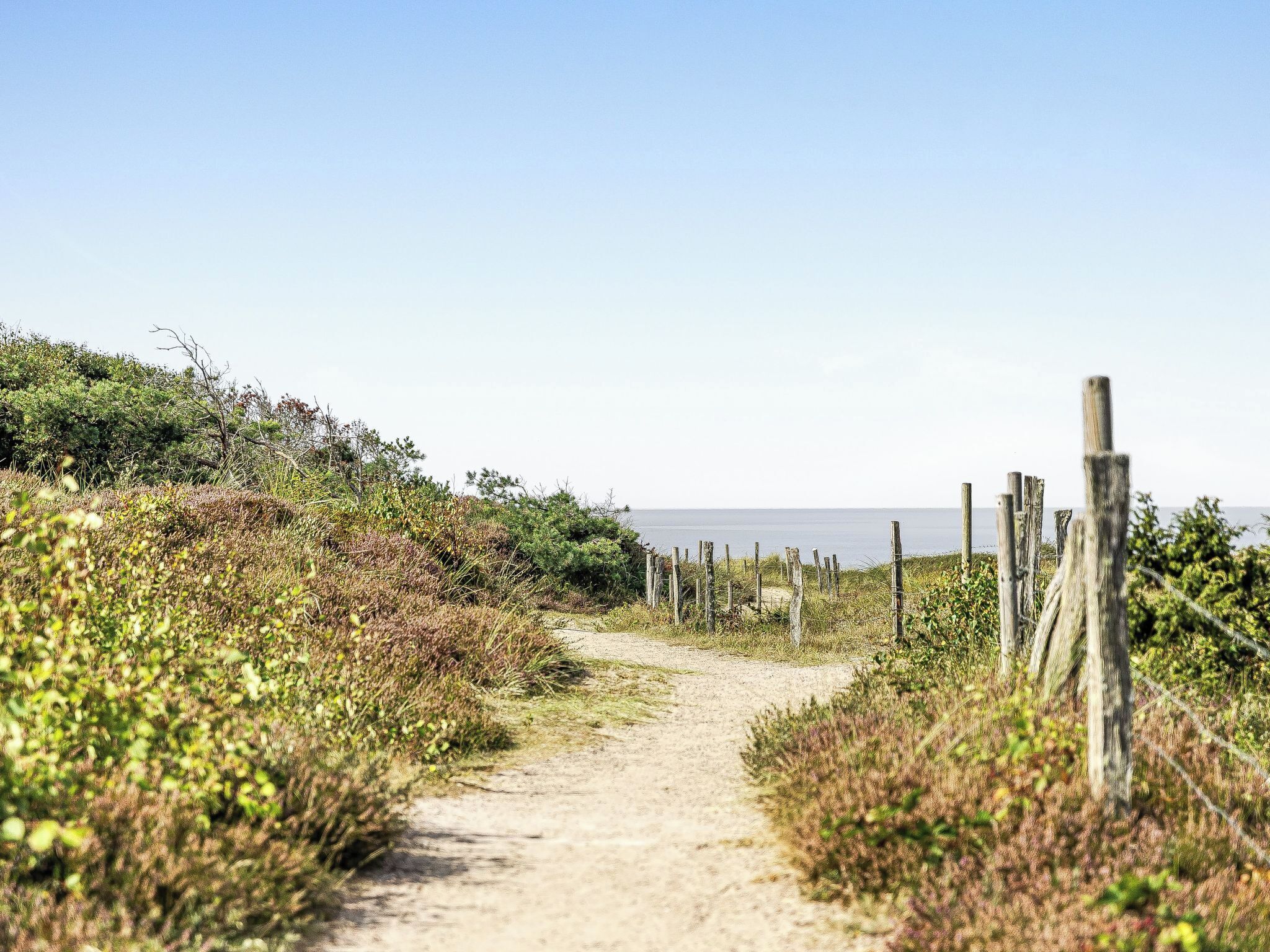 A dirt path leading to a beach, surrounded by vegetation and wooden fences.