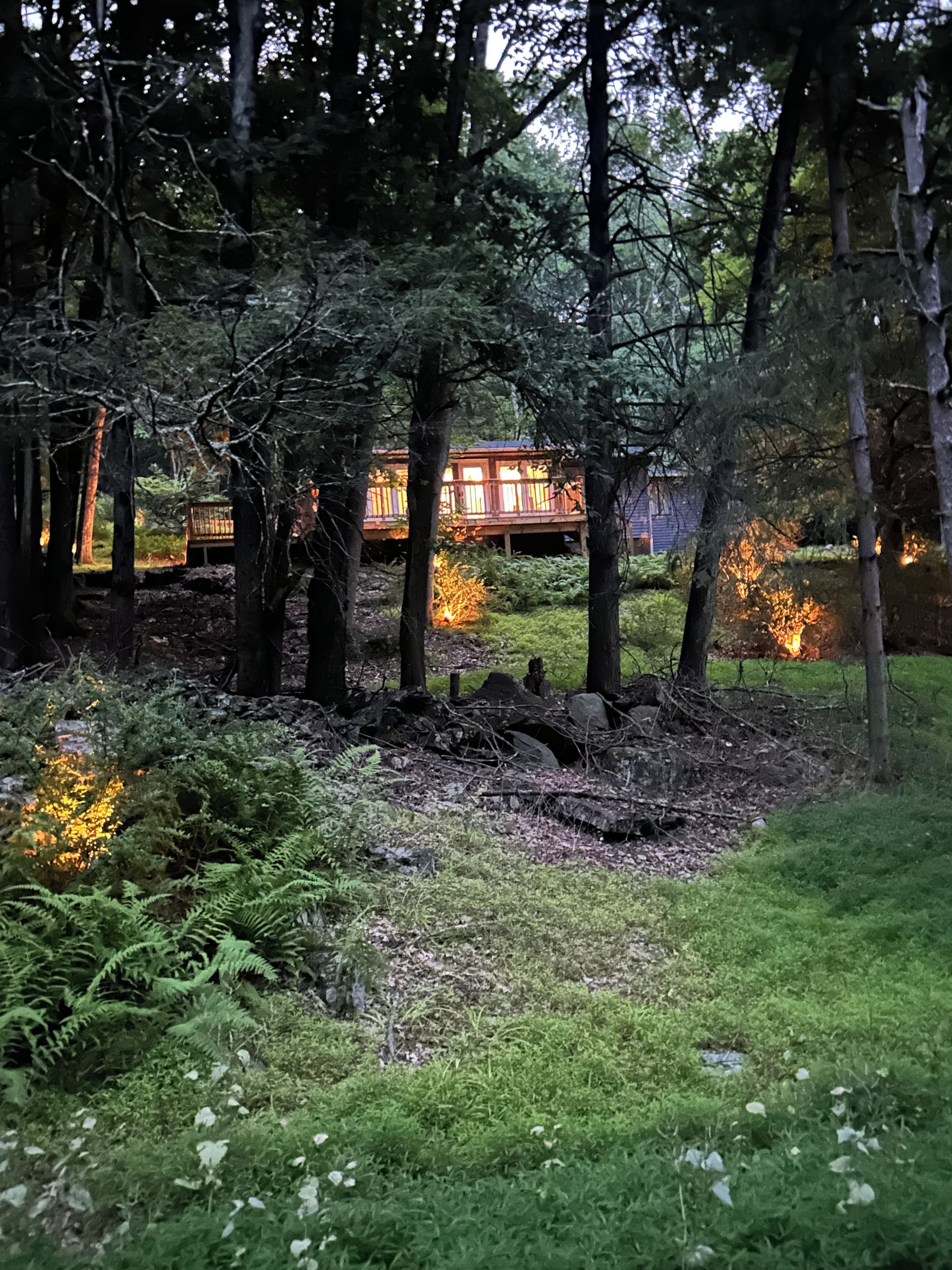 A forested area with a wooden structure, possibly a cabin, surrounded by trees and ferns.