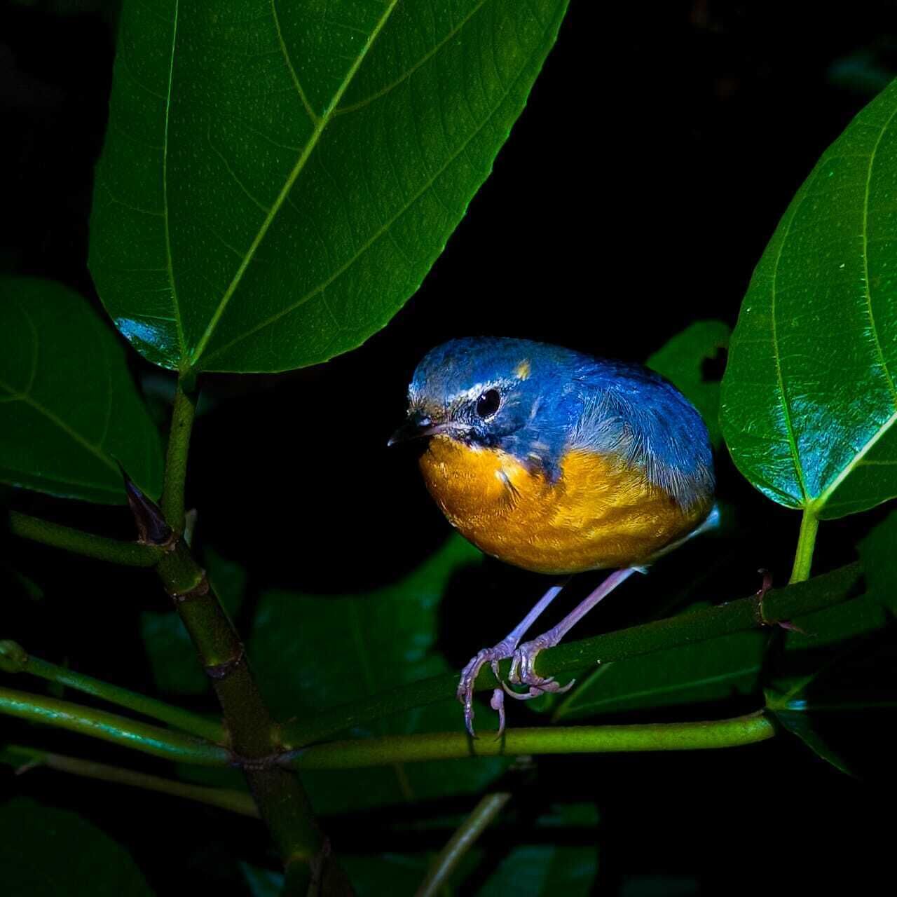 Un oiseau était perché sur une branche, entouré de feuilles vertes.