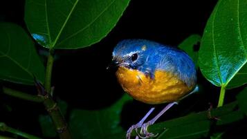Un oiseau était perché sur une branche, entouré de feuilles vertes.