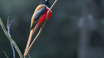 Dormitorio compartido estándar | Imagen general