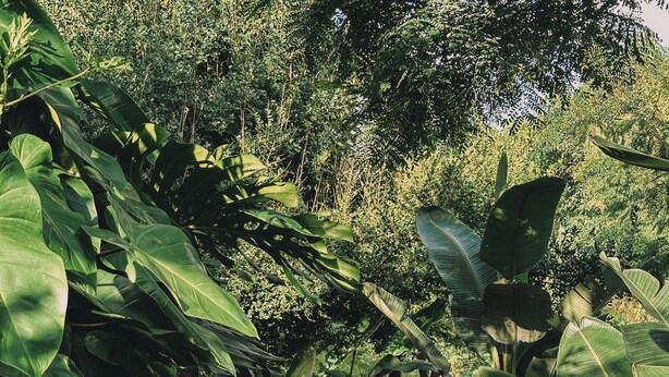Un sentier bordé d’une végétation tropicale luxuriante, qui mène à une structure en bois.