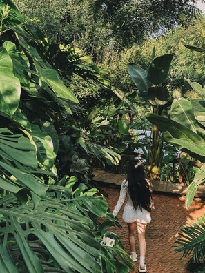 Un sentier bordé d’une végétation tropicale luxuriante, qui mène à une structure en bois.