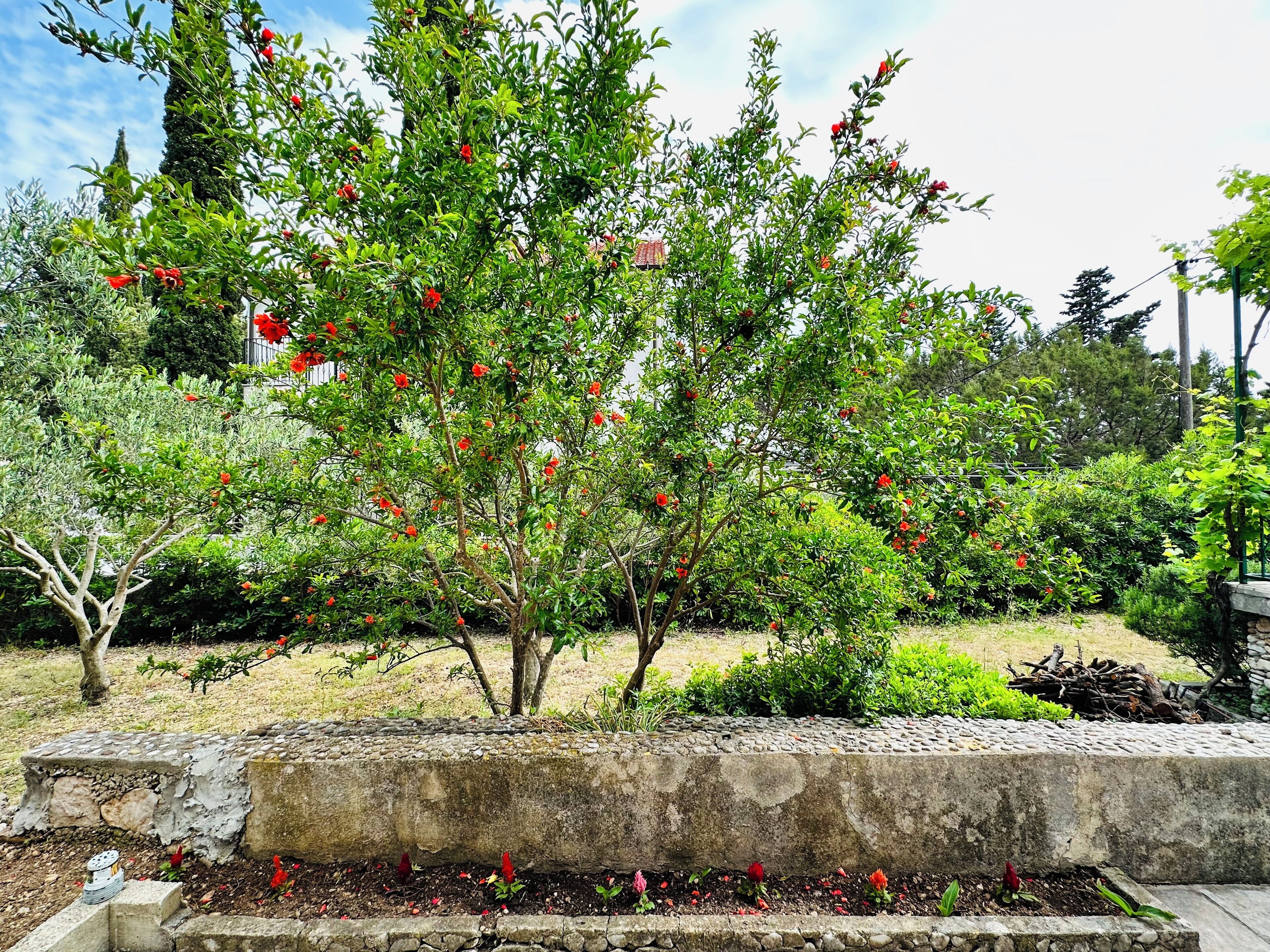 A garden with a variety of trees and shrubs, including a prominent tree with red flowers.