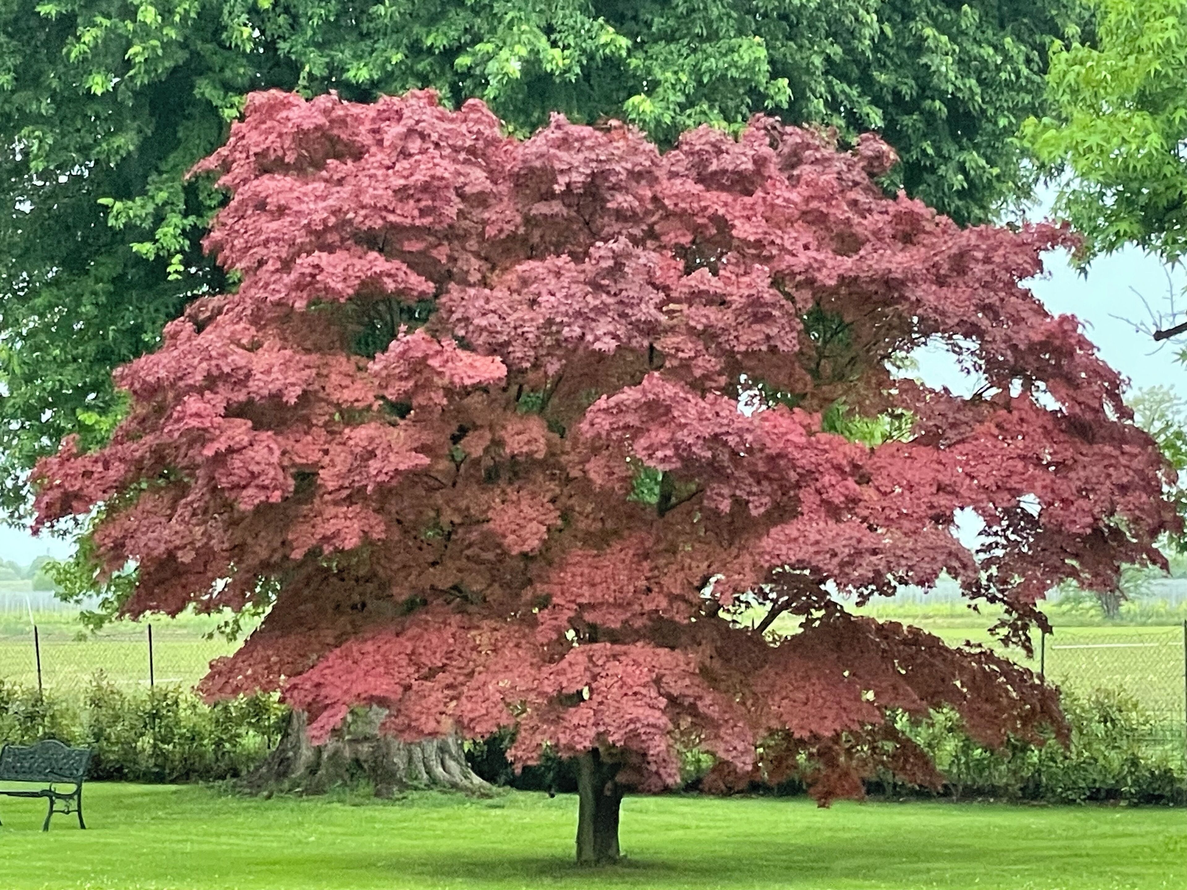 Een grote boom met roze bladeren in een grasveld met een bank.