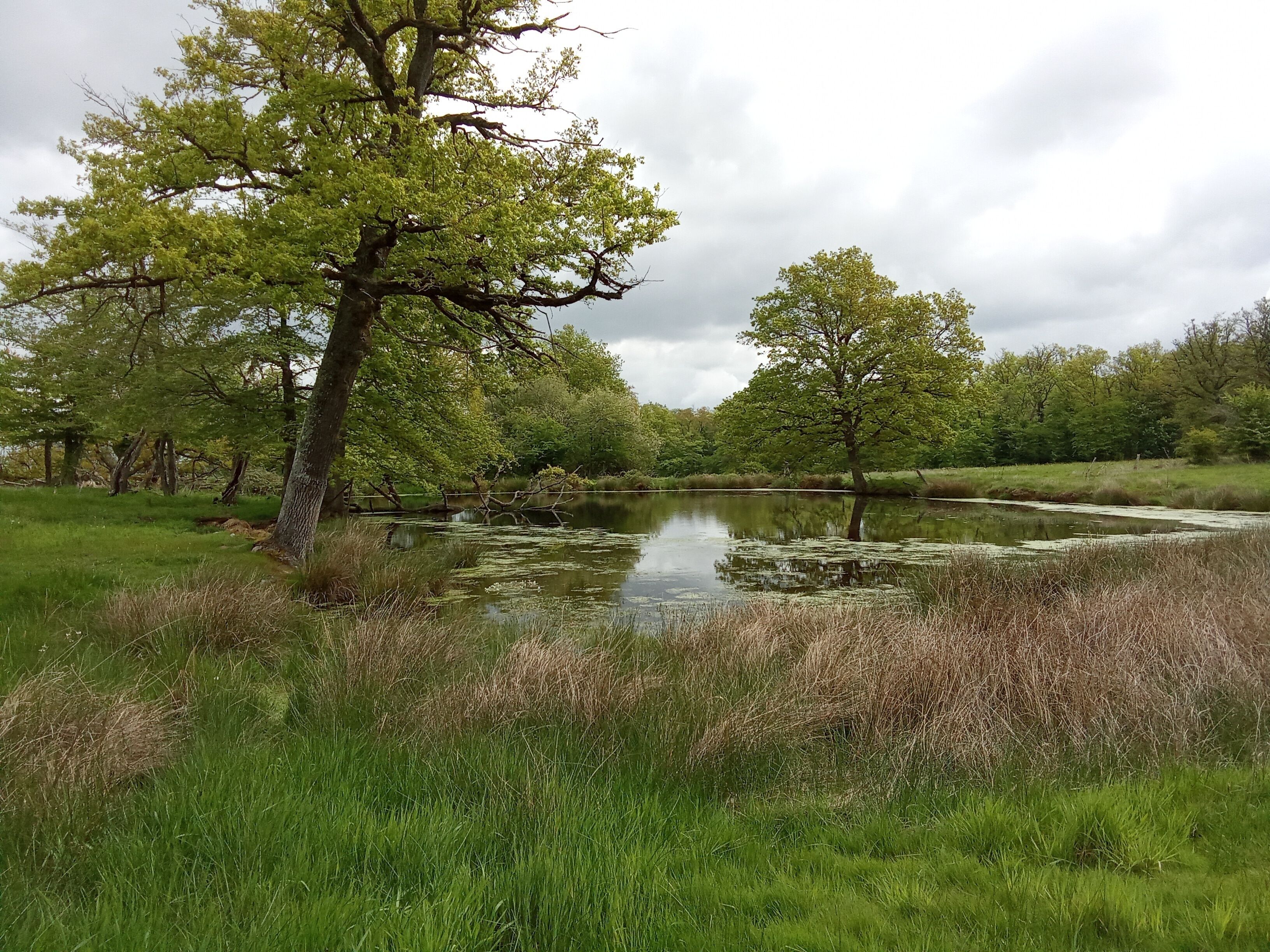 A natural landscape with a pond, trees, and grassy areas.
