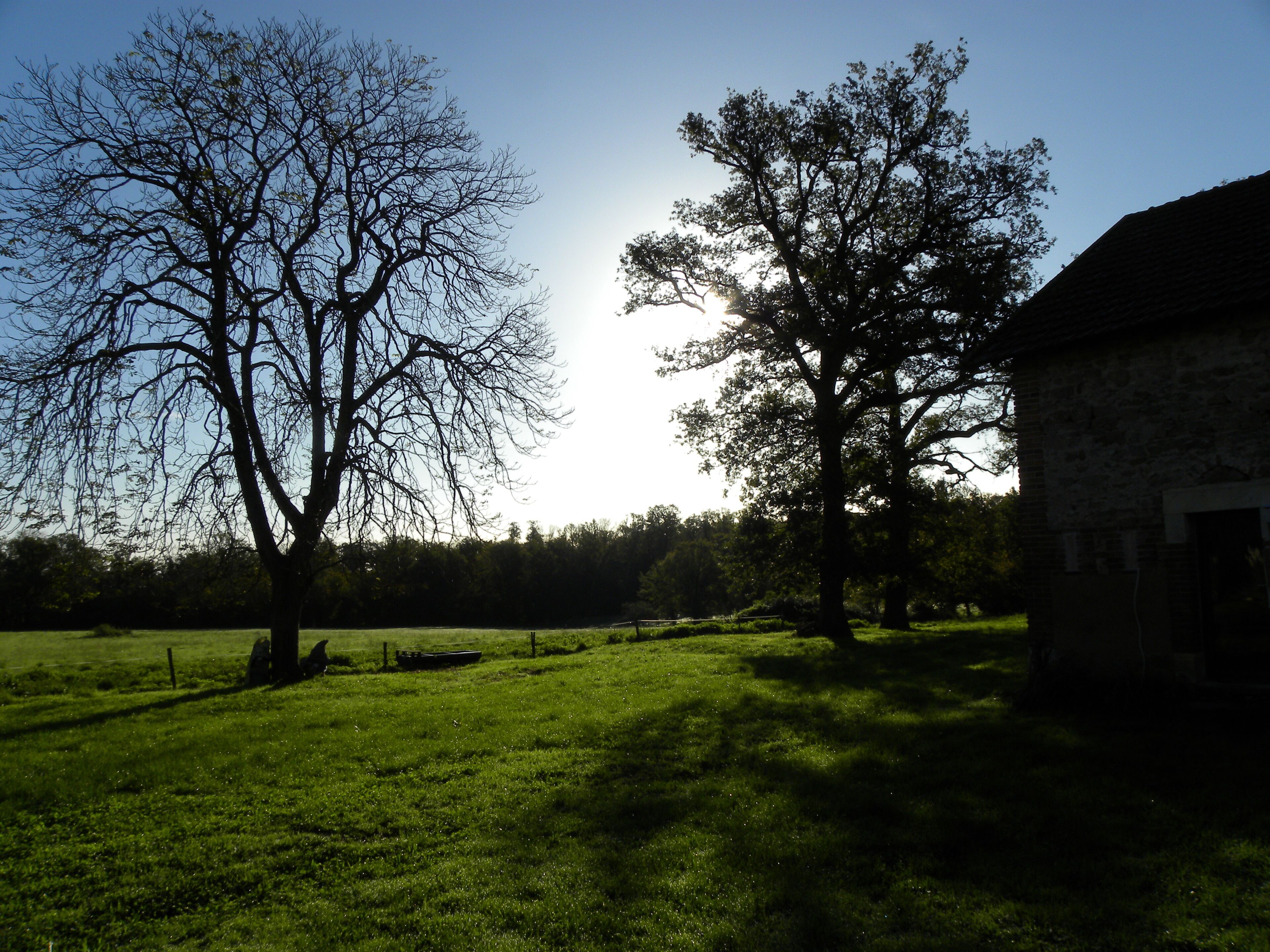A rural landscape with two large trees, a grassy field, and a stone building.
