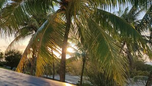 Un viale alberato da palme con vista libera sul tramonto.