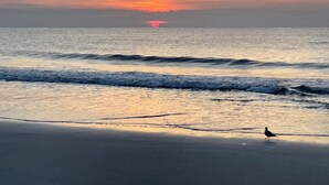 Ein Strand mit Wellen und einem Vogel im Sand.
