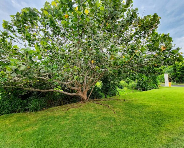 A large tree with a broad canopy in a well-maintained grassy area. - Spacious Family Home Near Beaches, Surf, Restaurants & Nature (rincón)