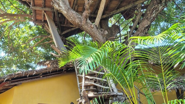 A treehouse with a thatched roof and wooden beams, attached to a tree.