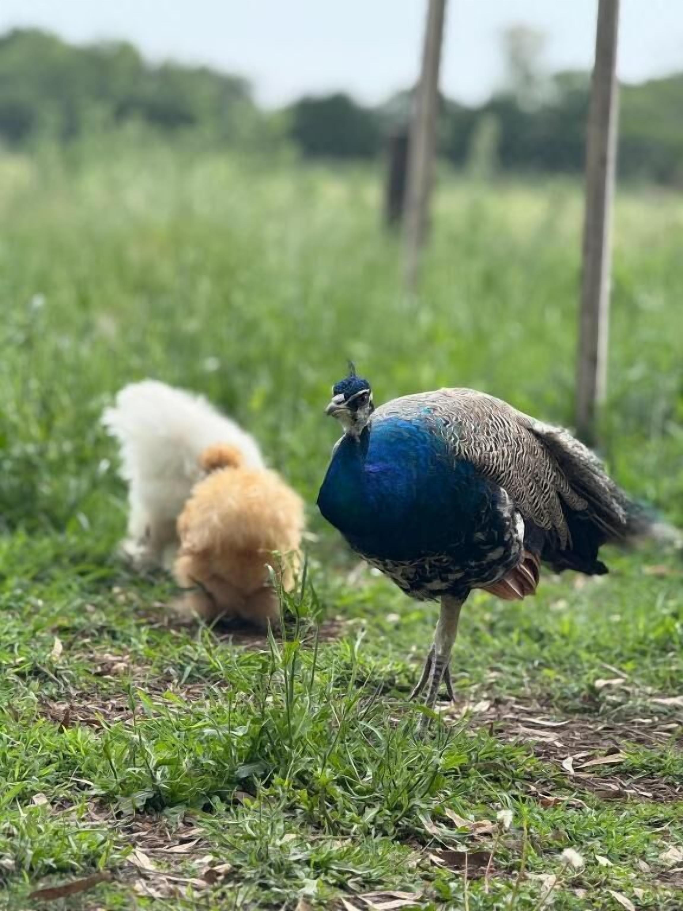 Un pavo real parado sobre la hierba con un ave blanco y marrón cerca.