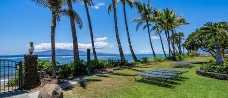 A tropical garden with palm trees, a pathway, and a view of the ocean.