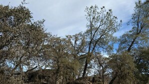 Un camping con dos tiendas de campaña, césped cuidado y árboles circundantes.