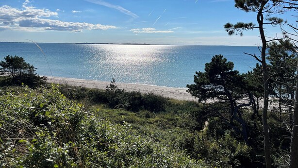 Una playa con cielos despejados, arena dorada y abundante vegetación.