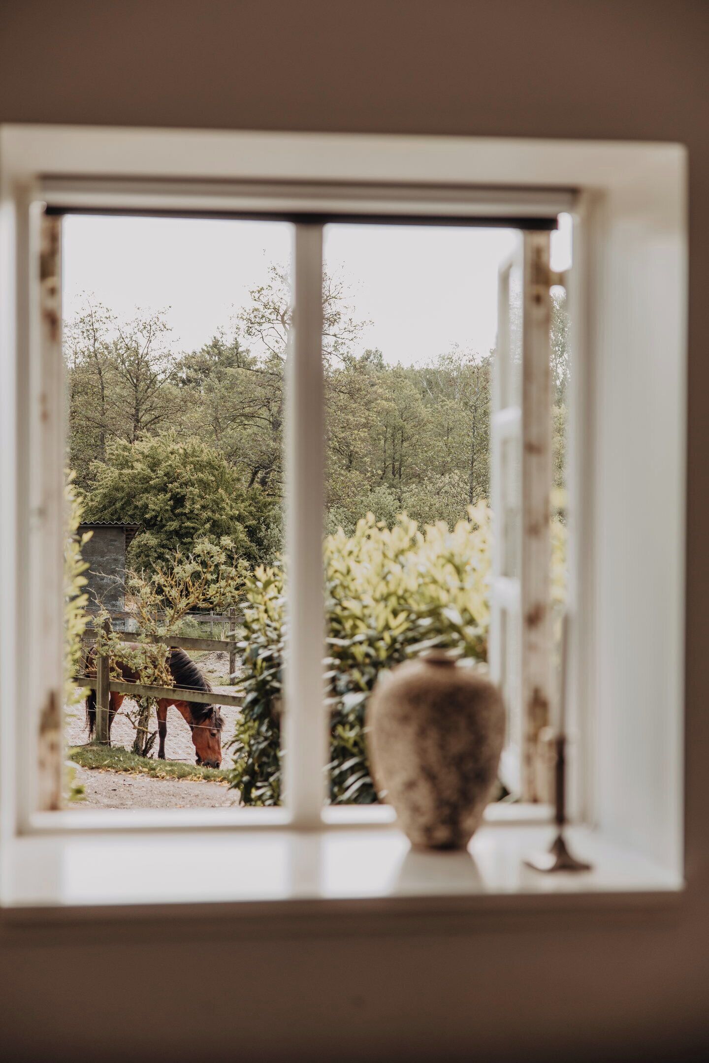 A window with a view of a horse and trees.