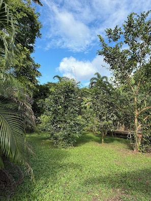 A lush garden with various trees and a grassy area. - Cozy 2-bedroom house in delightful La Fortuna with AC (La fortuna)
