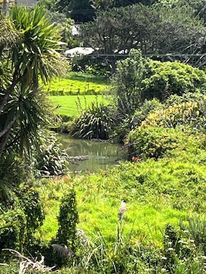 Property grounds - Tranquil sunny spot in the heart of Piha. 10 minutes walk to the beach. (Waitakere)