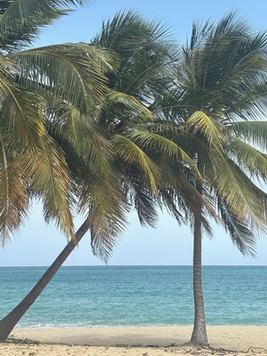 Ein Strand mit Palmen und freiem Blick auf den Ozean.